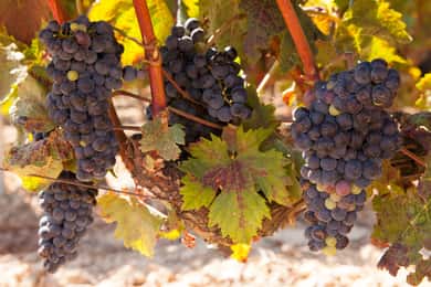 Au départ d'Atlanta : Excursion d'une demi-journée ou d'une journée complète pour déguster des vins de la région.