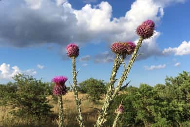 Hiking in the Murgia of Castel del Monte