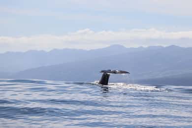 Horta: Whale and Dolphin Watching Expedition