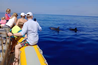 Can Picafort: Dolphin Watching Boat Tour, Swimming stop