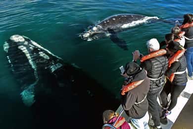 Péninsule de Valdes : Journée complète avec observation des baleines
