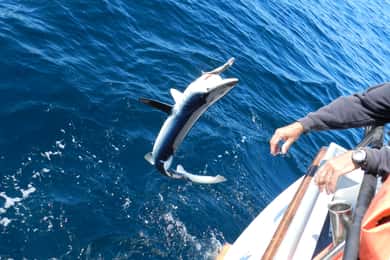 From San Leone: Private Bluefin Tuna Fishing Experience