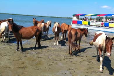 Fra Chincoteague Island: Assateague Island Boat Tour