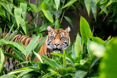 Sydney: Taronga Zoo Ticket with Return Ferry