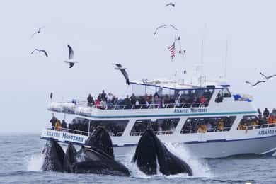 Monterey: Surfing Rental Package