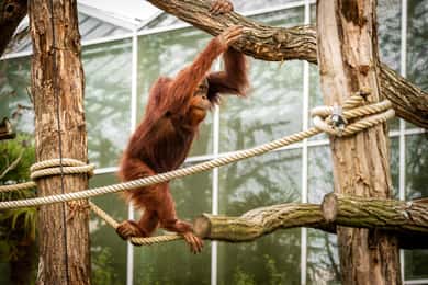 Eintrittskarte für den ZOO Planckendael