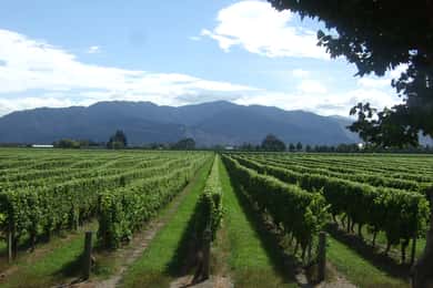 From Lyttelton: Shore Excursion with Degustation Lunch