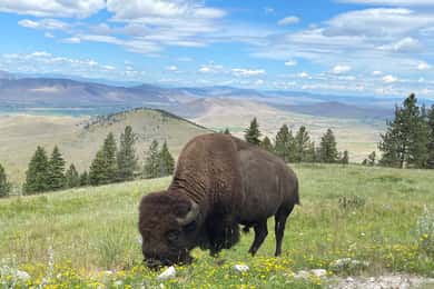 Scenic Driving Tour Flathead Lake and Bison Range