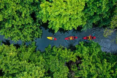 Mauritius: Guided Kayak Tour on Tamarin River