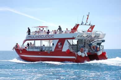 Gran Canaria: Dolphin and Whale Watching Cruise