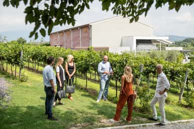 Weinbergsbesichtigung und Bio-Weinverkostung