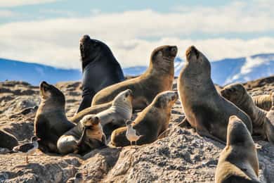 From La Paz: Swim with Sea Lions & Espíritu Santo Boat Tour