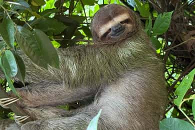 Manuel Antonio Nationalpark: Guidad tur med INTRÄDE INKLUDERAT