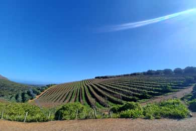Cape Town: Stellenbosch Wine Half-Day Tour