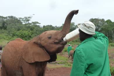From Nairobi: David Sheldrick Elephant Orphanage Tour