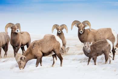 Jackson: Grand Teton, Bighorn Sheep, and Petroglyphs Tour