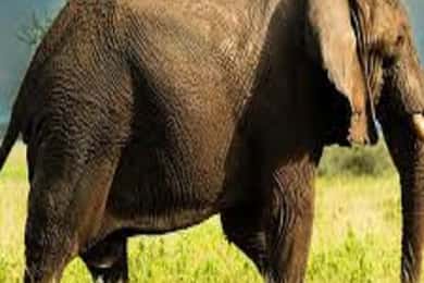 Arusha: Tarangire National Park One-Day Trip