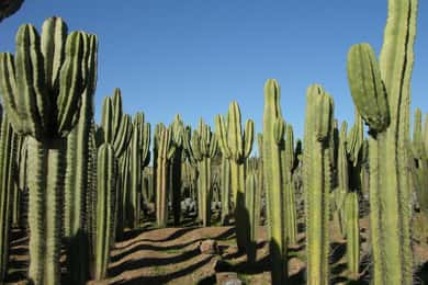 Marrakech: Entrada Cactus Thiemann