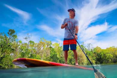 Sanford: Guidad SUP- eller kajaktur för att titta på Manatee