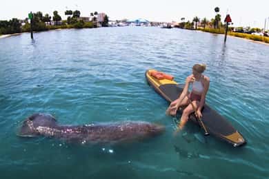 Daytona Beach: Guidad tur i kajak eller standup paddling