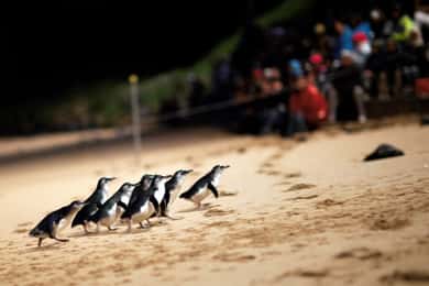 Penguin Parade: General Viewing Ticket