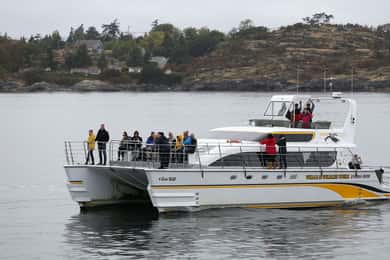 Victoria: Guided Whale and Wildlife-Watching Cruise