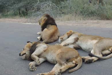 Kruger National Park: Full-Day Game Drive with Pickup