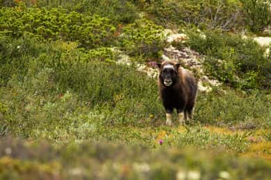 Dovrefjell National Park: Hiking Tour and Musk Ox Safari