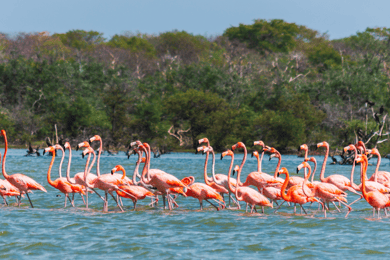 Palomino: Sanctuary of Flamingos Day Tour