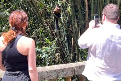 Privát Tijuca Forest & Botanical Garden vezetett túra