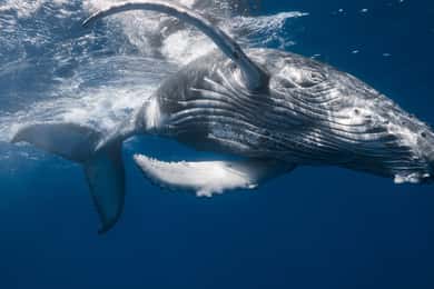 Punta Cana: Samana Whale Watching Cruise