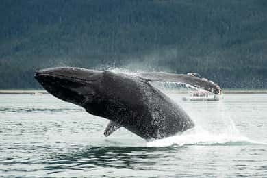 Glacier Bay: High Speed Catamaran Glacier & Wildlife Tour