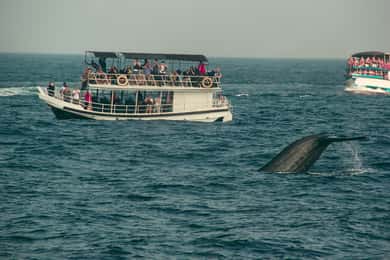 Whale Watching Tour with Transfers