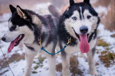 Da Cracovia: Giro in slitta trainata da cani sui Monti Tatra