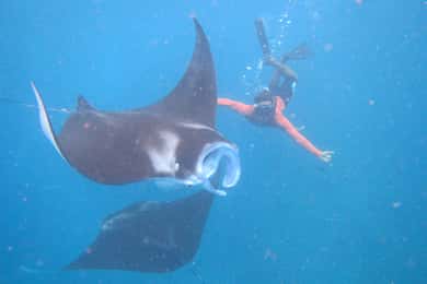 Von Nusa Penida: 3 Spots Schnorcheltour mit Manta Rochen