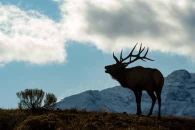 Yellowstone Wildlife Tour