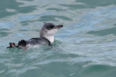 Akaroa: Wildlife Cruise: Scenic Coastline Wildlife Cruise