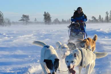 Kiruna: Självkörande Husky Morning Tour