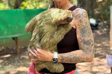 Roatan Monkey and sloth, Chocolate & Rum tasting beach Break