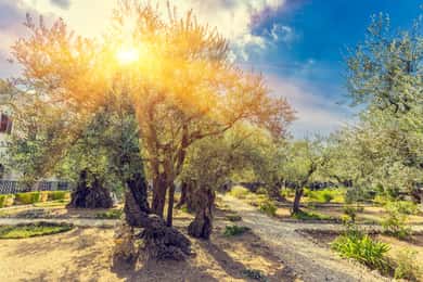 Increíble visita familiar a Jerusalén