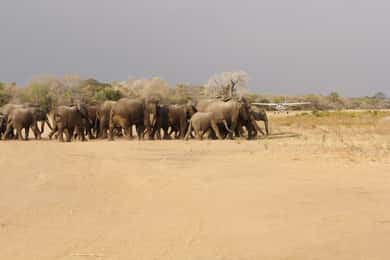 From Zanzibar: 3 Days Selous All-Inclusive Safari trip