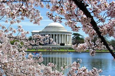 Washington DC: Kirsebærblomstring byvandring