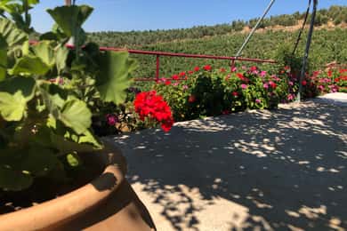 Utforsk vinens og olivenens hemmeligheter i Rethymno