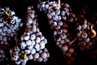 Pitigliano: Ciliegiolo Grape Wine Tasting