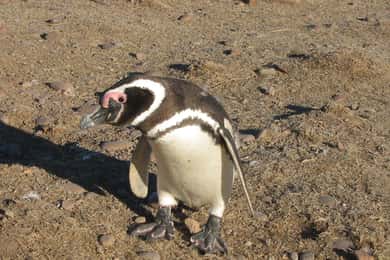 Full Day Excursion Punta Tombo with Penguins