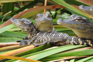 Everglades Day Safari from Fort Lauderdale