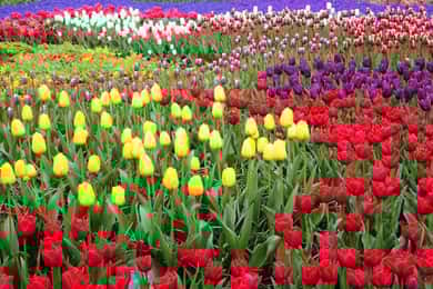 De Amsterdã: Excursão particular a Keukenhof e Tulipas