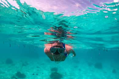 Bohol: Pamilacan Island Dolphin/Turtle Watching Tour & Lunch