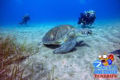 Buceo en Gran Canaria para buceadores certificados