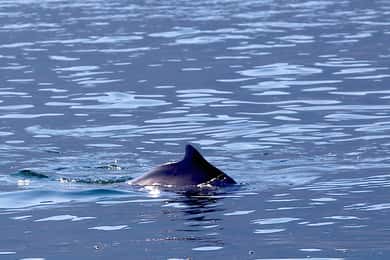 From Khasab: Fjords of Musandam Dhow Cruise & Buffet Lunch